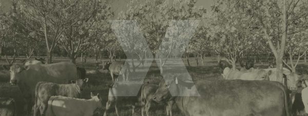 Cattle amongst trees